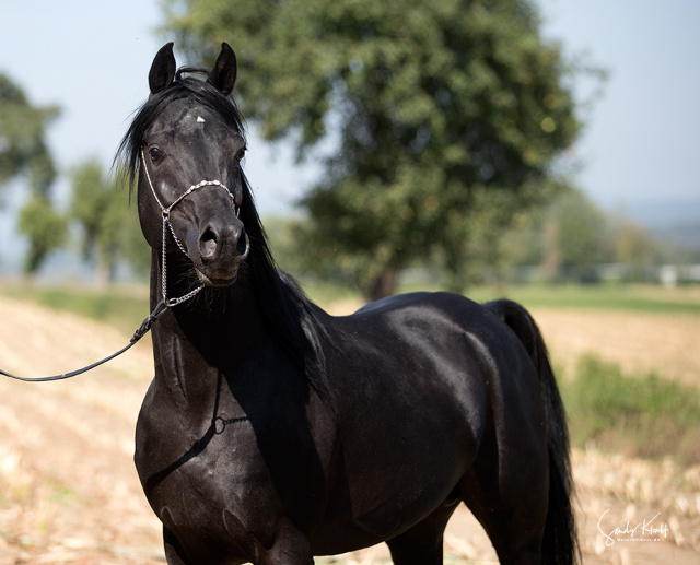 JM Saoud (Malih CK x AS Samira) Black Gold Premium Stallion