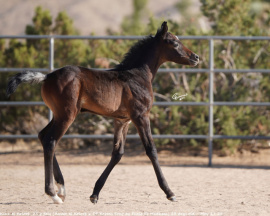 <b>Description: </b>Kinz el Koloob 25 g filly (Ameer el Koloob x DF Karens Song by Faaiq El Madheen) 23 days old - May 17 25<br/><b>Copyright: </b>C Emmert