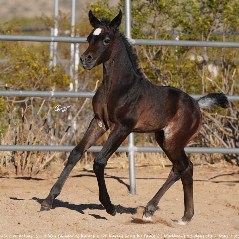 25 g filly (Ameer el Koloob x DF Karens Song by Faaiq El Madheen) 13 days old - May 7 25