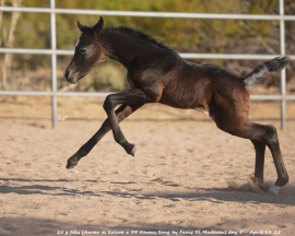 <b>Description: </b>Kinz el Koloob 25 g filly (Ameer el Koloob x DF Karens Song by Faaiq El Madheen) day 5 - April 29 25<br/><b>Copyright: </b>C Emmert
