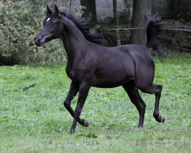 Hu Jazmin at Hughes Arabians, USA.