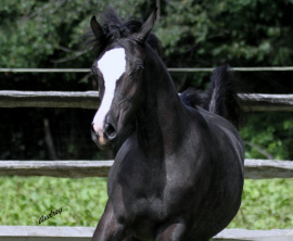 <b>Description: </b>Hu El Ameena at Hughes Arabians, USA<br/><b>Copyright: </b>Photo by Audrey