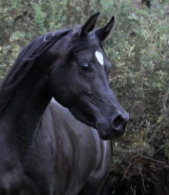 <b>Description: </b>Hu Shafarah at Hughes Arabians, USA<br/><b>Copyright: </b>photo by Kazandra
