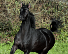 <b>Description: </b>Hu Shaitala at Hughes Arabians, USA<br/><b>Copyright: </b>Photo by Audrey