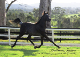 <b>Description: </b>Halimas Jaswa<br/><b>Copyright: </b>John Gialelis John.gialelis@gmail.com 