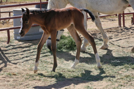 <b>Description: </b>Basaaria Al Abbasiyah (Bashar Al Kamar MH x Baidah Shu Baidah SA) foaled 4.23.26<br/><b>Copyright: </b>Judi Parks  alabbasiayh11@gmail.com