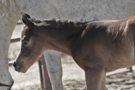 <b>Description: </b>Basaaria Al Abbasiyah (Bashar Al Kamar MH x Baidah Shu Baidah SA) foaled 4.23.26<br/><b>Copyright: </b>Judi Parks  alabbasiayh11@gmail.com