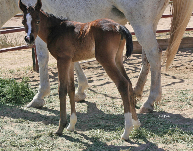 Basaaria Al Abbasiyah (Bashar Al Kamar MH x Baidah Shu Baidah SA) foaled 4.23.26