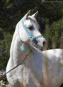 <b>Description: </b>Ansata Halisha (Ansata Iemhotep x Sundar Alisha) 1998 grey mare<br/><b>Copyright: </b>Melanie Groger Photo