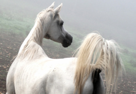 <b>Description: </b>Ansata Halisha (Ansata Iemhotep x Sundar Alisha) 1998 grey mare<br/><b>Copyright: </b>Annalisa Monticelli