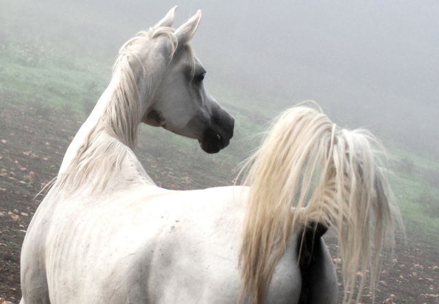 Ansata Halisha (Ansata Iemhotep x Sundar Alisha) 1998 grey mare