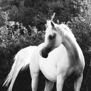 <b>Description: </b>Ansata Halisha (Ansata Iemhotep x Sundar Alisha) 1998 grey mare<br/><b>Copyright: </b>Annalisa Monticelli