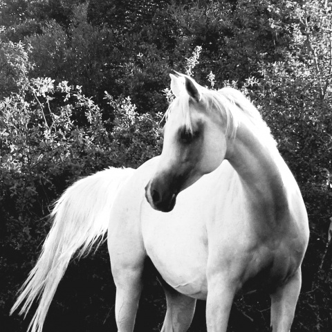 Ansata Halisha (Ansata Iemhotep x Sundar Alisha) 1998 grey mare