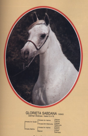 Glorieta Sabdana (Ansata Ibn Sudan x Ansata Sabiha) 1976  Dahmah Shahwaniyah