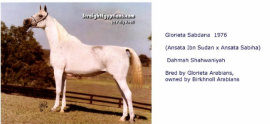 <b>Description: </b>Glorieta Sabdana (Ansata Ibn Sudan x Ansata Sabiha) 1976  Dahmah Shahwaniyah<br/><b>Copyright: </b>Annalisa Monticelli