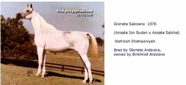 Glorieta Sabdana (Ansata Ibn Sudan x Ansata Sabiha) 1976  Dahmah Shahwaniyah