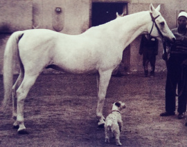 <b>Description: </b>Nazeer (Mansour x Bint Samiha) 1934 photographed at Kafr Farouk during Richard Pritzlaff visit in 1958. Nazeer was 24 years old.<br/><b>Copyright: </b>Pritzlaff photo