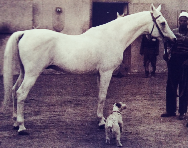 Nazeer (Mansour x Bint Samiha) 1934 photographed at Kafr Farouk during Richard Pritzlaff visit in 1958. Nazeer was 24 years old.