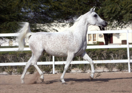 <b>Description: </b>Lamia Al Shaqab (Ansata Hejazi x Aliah Al Shaqab)<br/><b>Copyright: </b>Erwin Escher