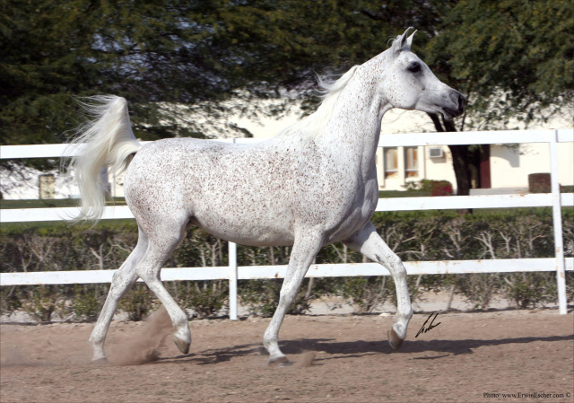 Lamia Al Shaqab (Ansata Hejazi x Aliah Al Shaqab)