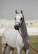 <b>Description: </b>Lamia Al Shaqab (Ansata Hejazi x Aliah Al Shaqab)<br/>