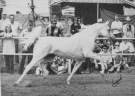 <b>Description: </b>Ansata Bint Mabrouka (Nazeer x Mabrouka) 1958 Saqlawiyah Gidraniyah<br/><b>Copyright: </b>Sparagowski Photo