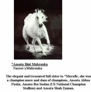 <b>Description: </b>Ansata Bint Mabrouka (Nazeer x Mabrouka) 1958 Saqlawiyah Gidraniyah one of greatest mares of times<br/>