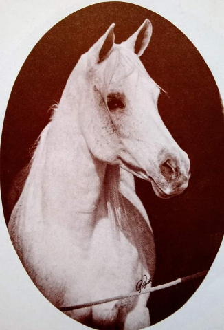 Ansata Bint Mabrouka (Nazeer x Mabrouka) 1958 Saqlawiyah Gidraniyah