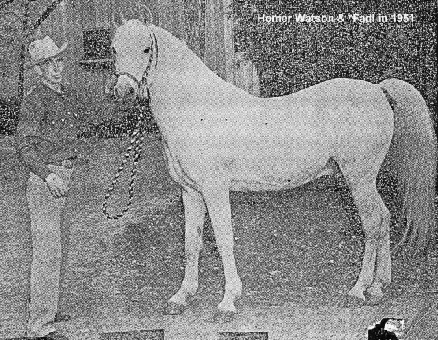 Fadl (Ibn Rabdan x Mahroussa) 1930 Saqlawi Gidran Ibn Sudan