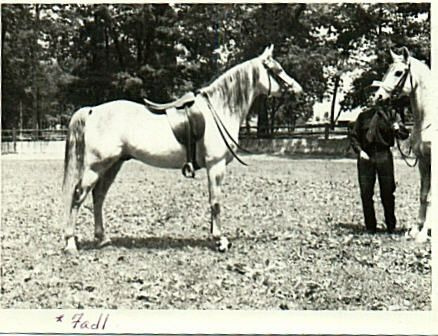 Fadl (Ibn Rabdan x Mahroussa) 1930 Saqlawi Gidran Ibn Sudan