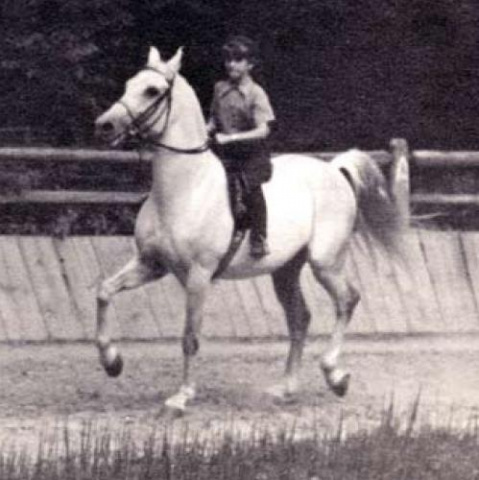 Fadl (Ibn Rabdan x Mahroussa) 1930 Saqlawi Gidran Ibn Sudan