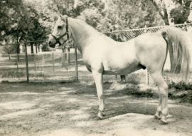 <b>Description: </b>Fay-El-Dine (Fadl x Bint Serra I°) 1934 Saqlawi Gidran<br/><b>Copyright: </b>Andrew Segal photo