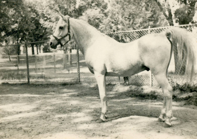 Fay-El-Dine (Fadl x Bint Serra I°) 1934 Saqlawi Gidran