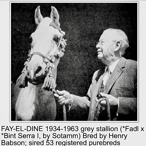 Fay-El-Dine (Fadl x Bint Serra I°) 1934 Saqlawi Gidran. Here with his breeder and owner H.B. Babson