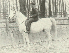 <b>Description: </b>Fay-El-Dine (Fadl x Bint Serra I°) 1934 Saqlawi Gidran. Here with H. Watson<br/><b>Copyright: </b>Joe Towle  photo