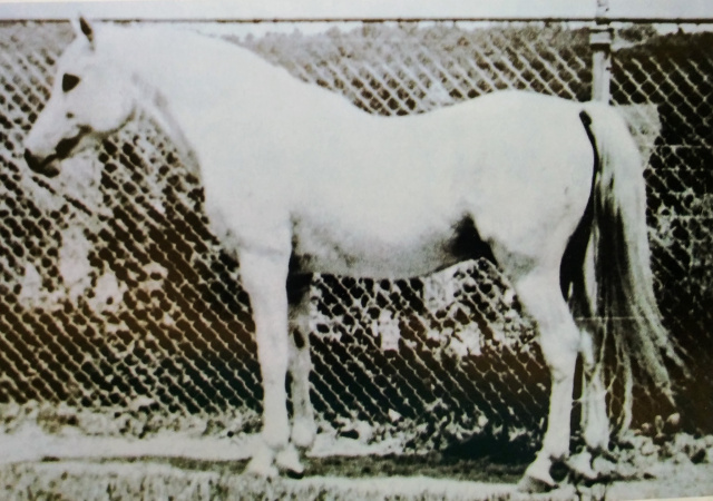 Fadl (Ibn Rabdan x Mahroussa) 1930 Saqlawi Gidran Ibn Sudan