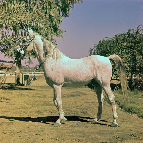 Sameh  (El Moez   x Samira Inshass) 1945 Kuhaylan D. B. 