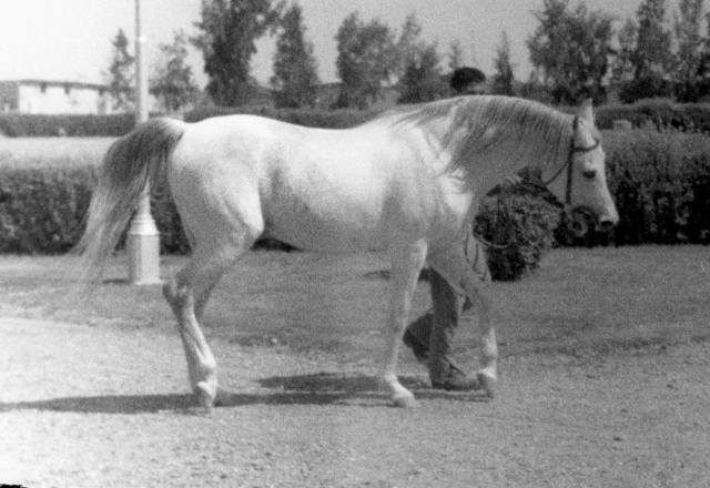 Sameh  (El Moez   x Samira Inshass) 1945 Kuhaylan D. B. 