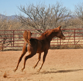 <b>Description: </b>Gamilat Al Abbasiyah (Ahsen El Serag x EB Tariya) yearling photo<br/><b>Copyright: </b>Judi Parks photo  alabbasiyah11@gmail.com