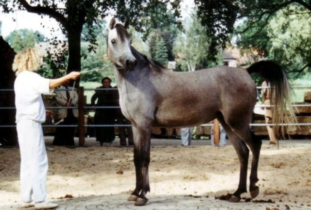 Bint Bint El Araby (Madkour ° x Bint El Arabi)  1987 Saqlawiyah Gidraniyah Ibn Sudan