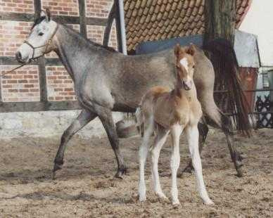 Bint Bint El Araby (Madkour ° x Bint El Arabi)  1987 Saqlawiyah Gidraniyah Ibn Sudan