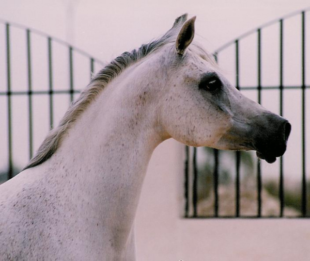 Bint Bint El Araby (Madkour ° x Bint El Arabi)  1987 Saqlawiyah Gidraniyah Ibn Sudan