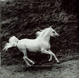 <b>Description: </b>Hadban Enzahi/Kamel (Nazeer x Kamla) 1952 Hadban Enzahi ELITE STALLION<br/>