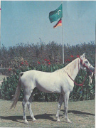 <b>Description: </b>Hadban Enzahi/Kamel (Nazeer x Kamla) 1952 Hadban Enzahi ELITE STALLION<br/>