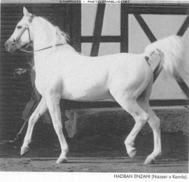 <b>Description: </b>Hadban Enzahi/Kamel (Nazeer x Kamla) 1952 Hadban Enzahi ELITE STALLION<br/>