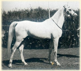 <b>Description: </b>Hadban Enzahi/Kamel (Nazeer x Kamla) 1952 Hadban Enzahi ELITE STALLION<br/>