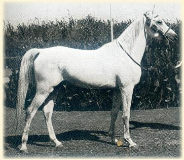 Hadban Enzahi/Kamel (Nazeer x Kamla) 1952 Hadban Enzahi ELITE STALLION