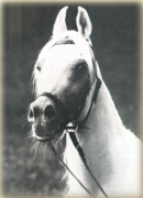 <b>Description: </b>Hadban Enzahi/Kamel (Nazeer x Kamla) 1952 Hadban Enzahi ELITE STALLION<br/>