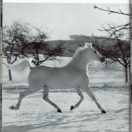 <b>Description: </b>Hadban Enzahi/Kamel (Nazeer x Kamla) 1952 Hadban Enzahi ELITE STALLION<br/>