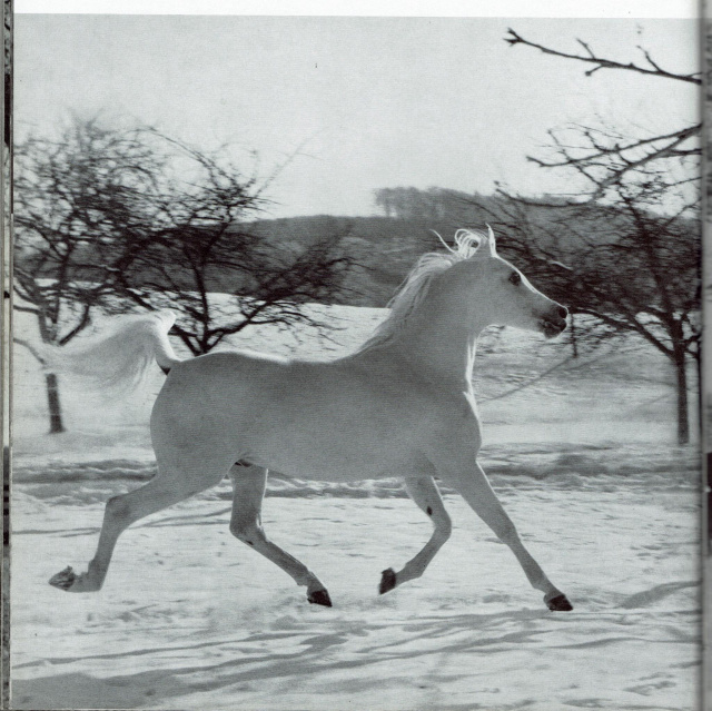 Hadban Enzahi/Kamel (Nazeer x Kamla) 1952 Hadban Enzahi ELITE STALLION